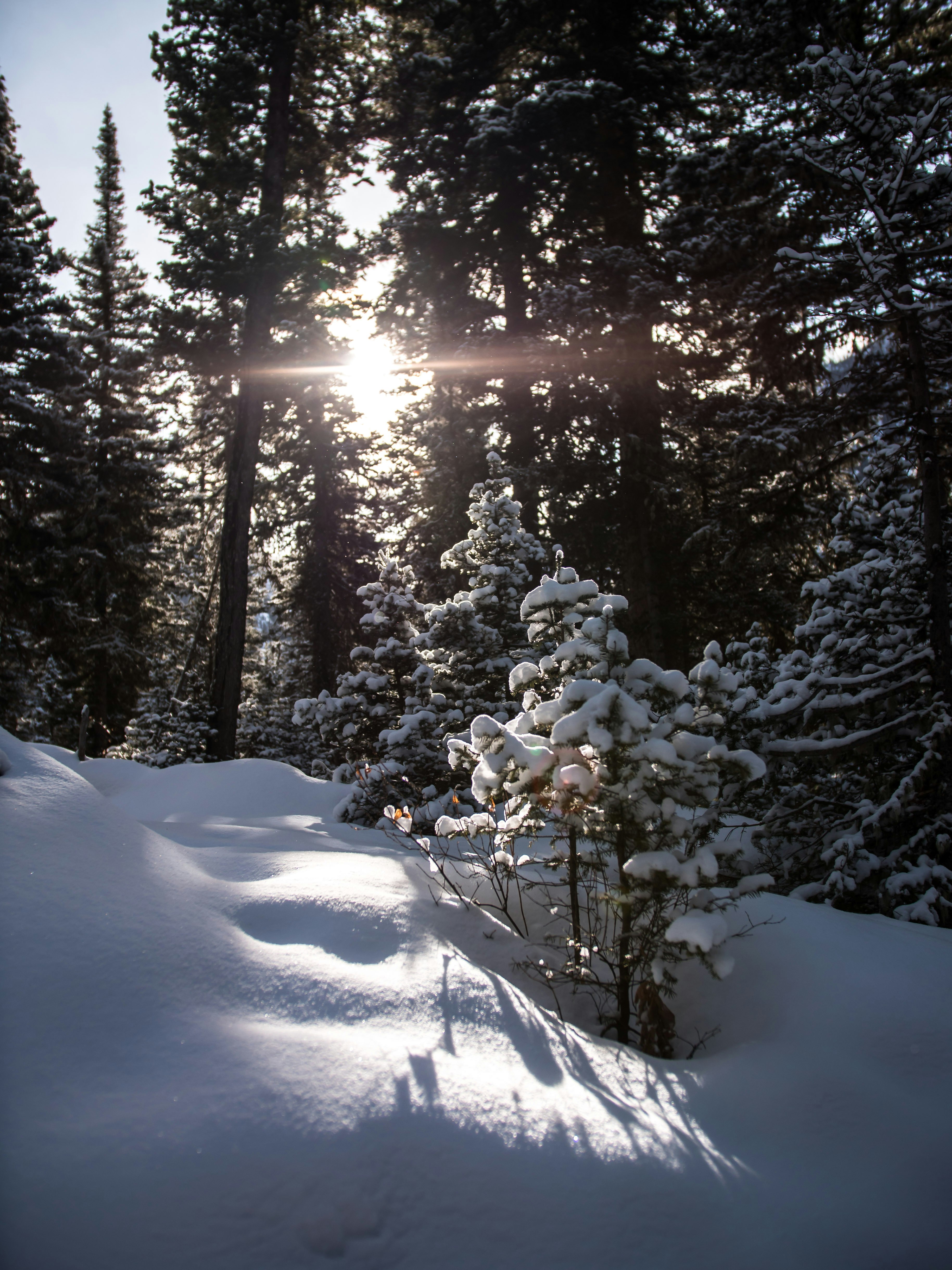 snow covered trees during sunset